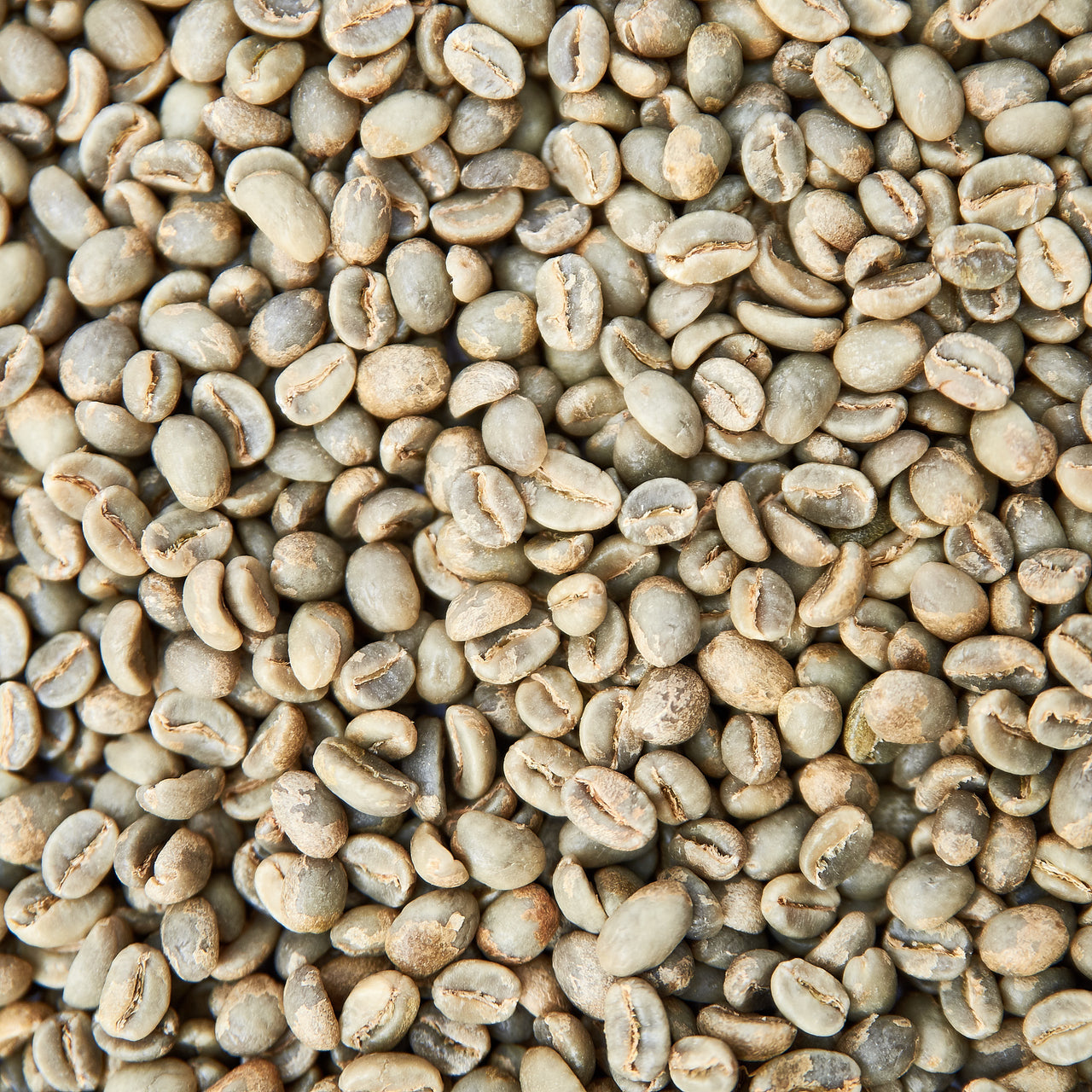 Green Beans | Finca La Lomita | Colombia